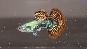 Red Dragon BDS HM GP23