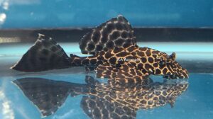 Leopard Pleco LP10