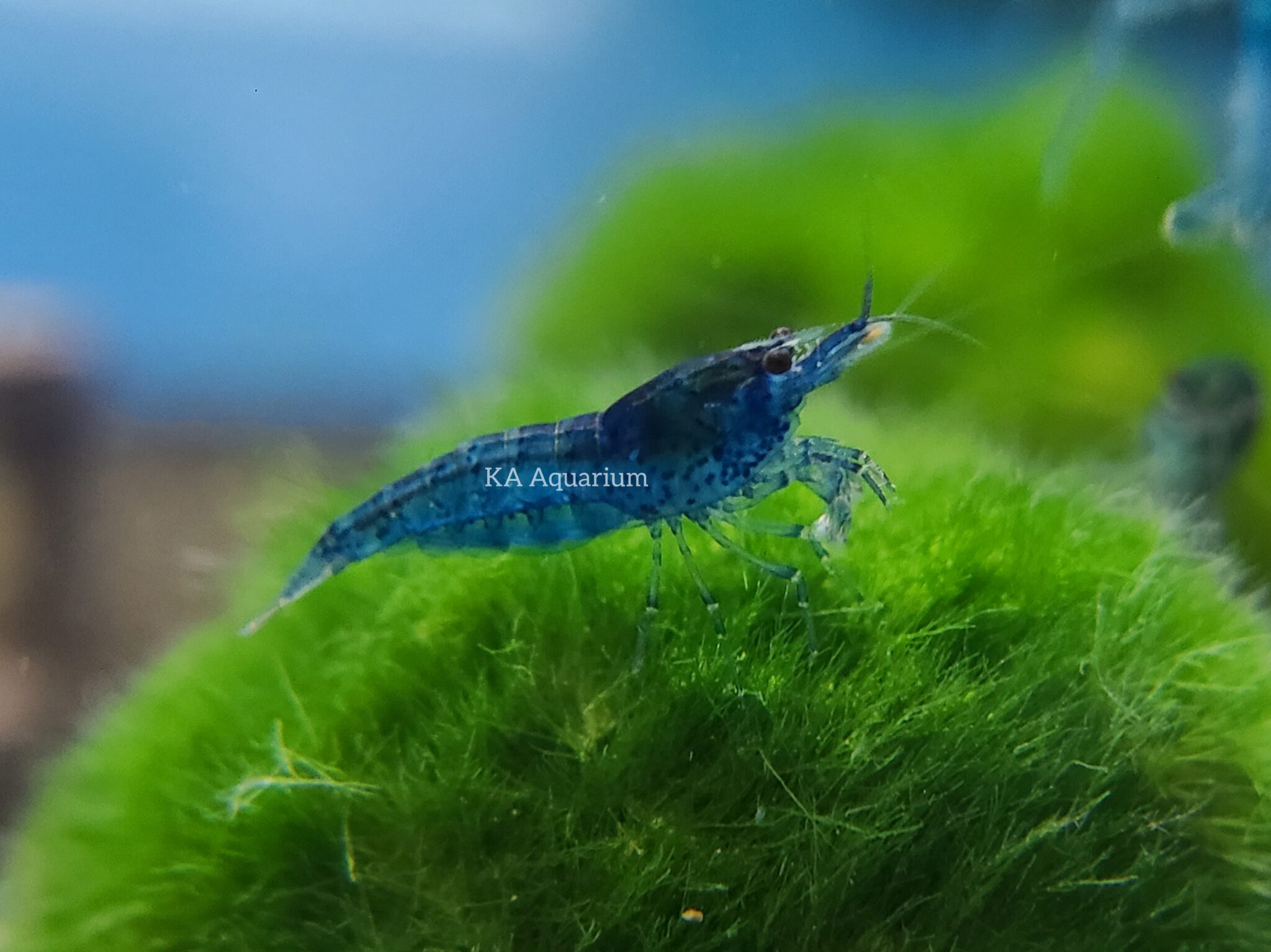 Neocaridina Blue Dream Shrimp .Neocaridina Blue Dream Shrimp