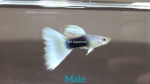 HB White Guppy Male and Female A10