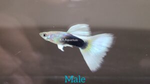 HB White Guppy Male and Female A10