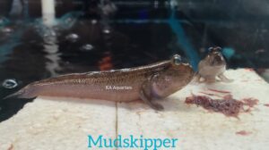Mudskipper (Freshwater species) MKP22