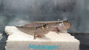 Mudskipper Freshwater species MKP22
