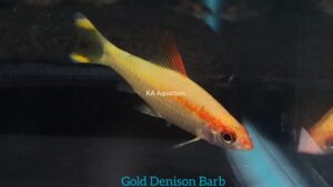 Golden Denison Barb GB79