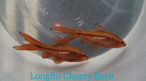 Longfin Cherry Barb LFB79