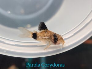 Panda Corydoras 60