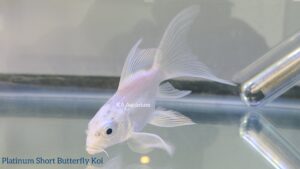 Platinum Short Butterfly Koi 70