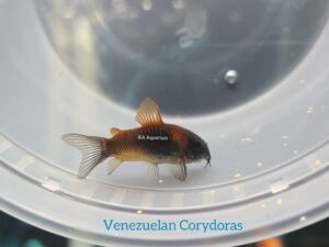 Orange Venezuelan Corydoras 61