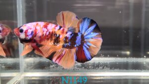 Koi Nemo Galaxy Betta Fish Male N1149
