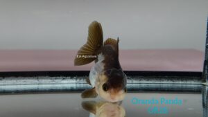Oranda Panda Goldfish OR28