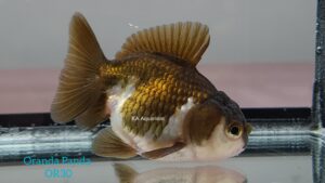 Oranda Panda Goldfish OR30