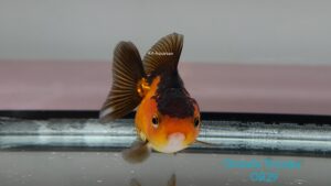 Oranda Tricolor Goldfish OR29