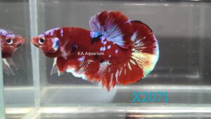 Koi Red Gold Galaxy Betta Fish Male X2071