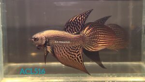 Wild Betta Alien Copper Long Tail Male ACL516