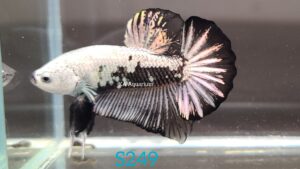 Black Samurai Betta Fish Male S249