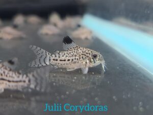 Julii Corydoras 63
