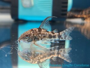 Paleatus Longfin Corydoras 62