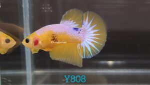 Yellow Fancy Betta Fish Male Y808