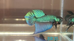 Wild Betta Buriram Male BR35