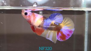 Koi Multicolor Betta Fish Female NF320