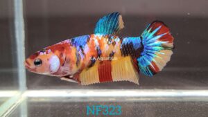 Koi Multicolor Betta Fish Female NF323