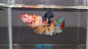 Koi Multicolor Betta Fish Female NF332