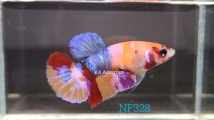 Koi Multicolor Betta Fish Female NF328