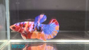 Koi Multicolor Betta Fish Female NF329