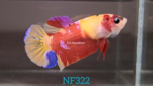 Koi Nemo Betta Fish Female NF322