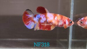 Koi Nemo Galaxy Betta Fish Female NF318