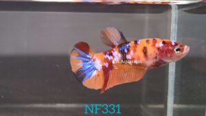 Koi Nemo Galaxy Betta Fish Female NF331