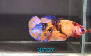 Koi Yellow Base Betta Fish Female NF327
