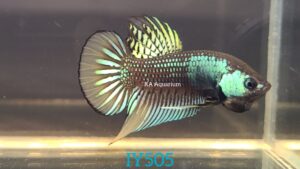 Wild Betta Imbellis Green Yellow Male IY505