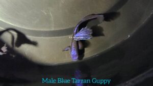 Blue Tarzan Guppy Fish GP21