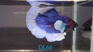 Dumbo Blue Halfmoon Betta Fish Male DL66