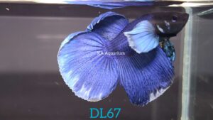Dumbo Blue Halfmoon Betta Fish Male DL67