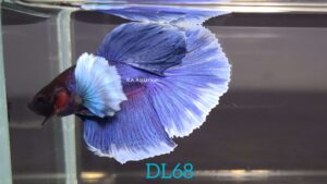 Dumbo Blue Halfmoon Betta Fish Male DL68