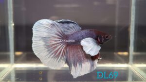 Dumbo Gray Halfmoon Betta Fish Male DL69