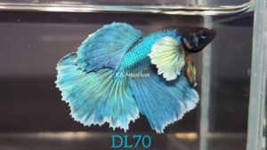 Dumbo Green Halfmoon Betta Fish Male DL70