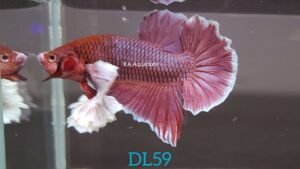 Dumbo Lavender Betta Fish Male DL59
