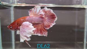 Dumbo Lavender Betta Fish Male DL62