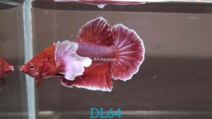 Dumbo Lavender Betta Fish Male DL64