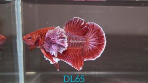 Dumbo Lavender Betta Fish Male DL65