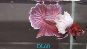 Dumbo Lavender Betta Fish Male DL60