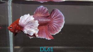 Dumbo Lavender Betta Fish Male DL61