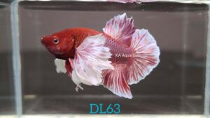 Dumbo Lavender Betta Fish Male DL63