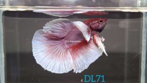 Dumbo Lavender Halfmoon Betta Male DL71