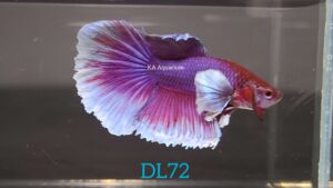 Dumbo Lavender Halfmoon Betta Male DL72