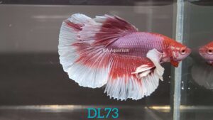 Dumbo Lavender Halfmoon Betta Male DL73