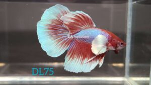 Dumbo Lavender Halfmoon Betta Male DL75